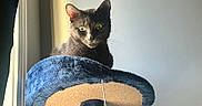 Espur is registered to the contest to win money with this photo: animal, beige, blue, cat, cat_tree, curious, domestic, ears, feline, fur, gray_cat, green_eyes, indoor, natural_light, perched, pet, quiet, soft_light, whiskers, window