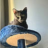 cat, gray_cat, cat_tree, indoor, pet, animal, feline, green_eyes, window, natural_light, curious, perched, soft_light, blue, beige, whiskers, ears, fur, quiet, domestic