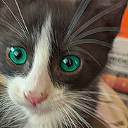 Emmy is registered to the contest to win money with this photo: kitten, cat, close_up, green_eyes, whiskers, black_and_white, cute, pet, animal, feline, curious, face, fur, indoor, portrait, young, small, soft, nose