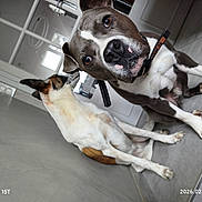 Sam a rejoint le concours — aidez-le/la à gagner de superbes lots ! dog, dogs, two_dogs, indoor, tile_floor, collar, pet, close_up, portrait, brown_and_white, sitting, looking_at_camera, curious, nose, paws, doorway, window_reflection, watermark, timestamp, companion