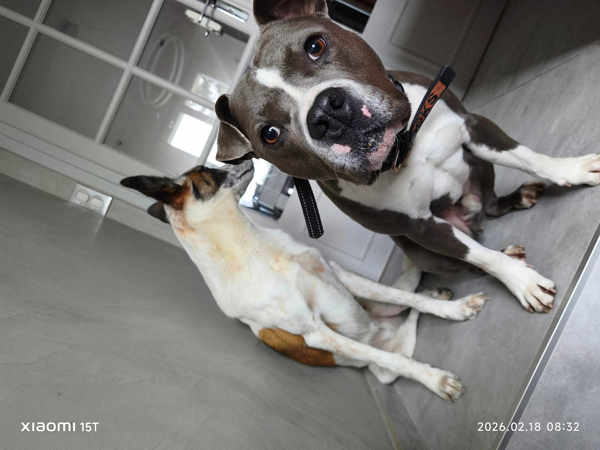 Sam a rejoint le concours — aidez-le/la à gagner de superbes lots ! dog, dogs, two_dogs, indoor, tile_floor, collar, pet, close_up, portrait, brown_and_white, sitting, looking_at_camera, curious, nose, paws, doorway, window_reflection, watermark, timestamp, companion