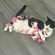 Felix joined the competition — help win amazing prizes! cat, black_and_white, ribbon, playful, floor, wooden_floor, striped, pet, animal, lying_down, curious, indoor, feline, domestic_cat, white_paws, black_tail, cute, fun, relaxed, looking