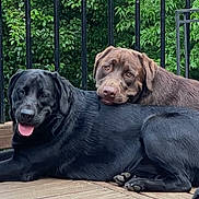 Whiskey And Ginger is registered to the contest to win money with this photo: dog, labrador_retriever, black_dog, chocolate_dog, pets, outdoor, deck, wooden_floor, resting, affection, tongue_out, canine, animal, companion, nature, greenery, fence, cute, friendship, relaxed