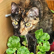 Cacahuète a rejoint le concours — aidez-le/la à gagner de superbes lots ! cat, tortoiseshell, plant, greenery, indoor, wooden_furniture, curious, pet, animal, leaf, whiskers, yellow_eyes, closeup, domestic_cat, feline, potted_plant, nature, exploration, cozy, home