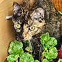 animal, cat, closeup, cozy, curious, domestic_cat, exploration, feline, greenery, home, indoor, leaf, nature, pet, plant, potted_plant, tortoiseshell, whiskers, wooden_furniture, yellow_eyes