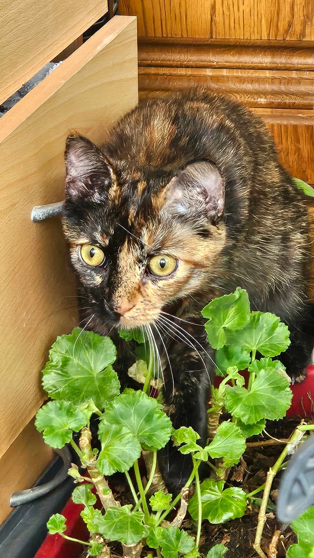 Cacahuète a rejoint le concours — aidez-le/la à gagner de superbes lots ! cat, tortoiseshell, plant, greenery, indoor, wooden_furniture, curious, pet, animal, leaf, whiskers, yellow_eyes, closeup, domestic_cat, feline, potted_plant, nature, exploration, cozy, home