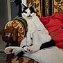 cat, black_and_white_cat, armchair, floral_pattern, plush_toys, indoor, relaxed, sitting, furniture, paws, ears, fur, pet, home, cozy, cute, animal, resting, whiskers, domestic_cat