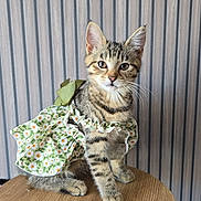 Chouquette a rejoint le concours — aidez-le/la à gagner de superbes lots ! kitten, cat, tabby, floral_dress, green_bow, wooden_stool, striped_wallpaper, pet, cute, young_animal, feline, indoor, portrait, animal, adorable, sitting, curious, whiskers, ears, fur