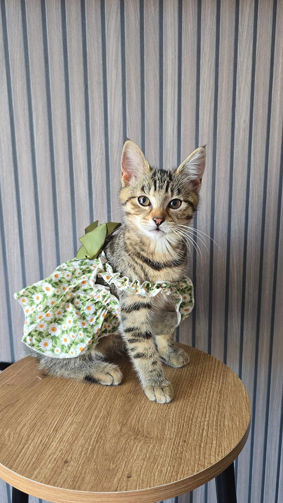 Chouquette a rejoint le concours — aidez-le/la à gagner de superbes lots ! kitten, cat, tabby, floral_dress, green_bow, wooden_stool, striped_wallpaper, pet, cute, young_animal, feline, indoor, portrait, animal, adorable, sitting, curious, whiskers, ears, fur
