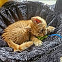 animal, bed, cat, cozy, cute, domestic_animal, feline, furry, indoor, kitten, orange_cat, paw, pet, playful, plush, resting, sleepy, toy, whiskers, young