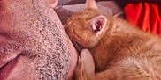 Pumpkin joined the competition — help win amazing prizes! animal, beard, cat, close_up, comfort, cozy, face, friendship, fur, human, indoor, kitten, man, orange_cat, pet, relaxation, resting, sleeping, snuggling, warmth