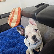 Paresseux a rejoint le concours — aidez-le/la à gagner de superbes lots ! dog, french_bulldog, puppy, pet, animal, sitting, indoors, couch, blanket, blue_blanket, pillow, plaid_pillow, collar, white_fur, black_ears, short_snout, large_eyes, portrait, home, cute