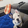 dog, french_bulldog, puppy, pet, animal, sitting, indoors, couch, blanket, blue_blanket, pillow, plaid_pillow, collar, white_fur, black_ears, short_snout, large_eyes, portrait, home, cute