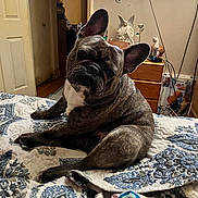 Romeo joined the competition — help win amazing prizes! animal, bed, blanket, brown, cozy, cute, decor, dog, dresser, ears, french_bulldog, furniture, head_tilt, home, indoor, patterned, pet, portrait, television, white