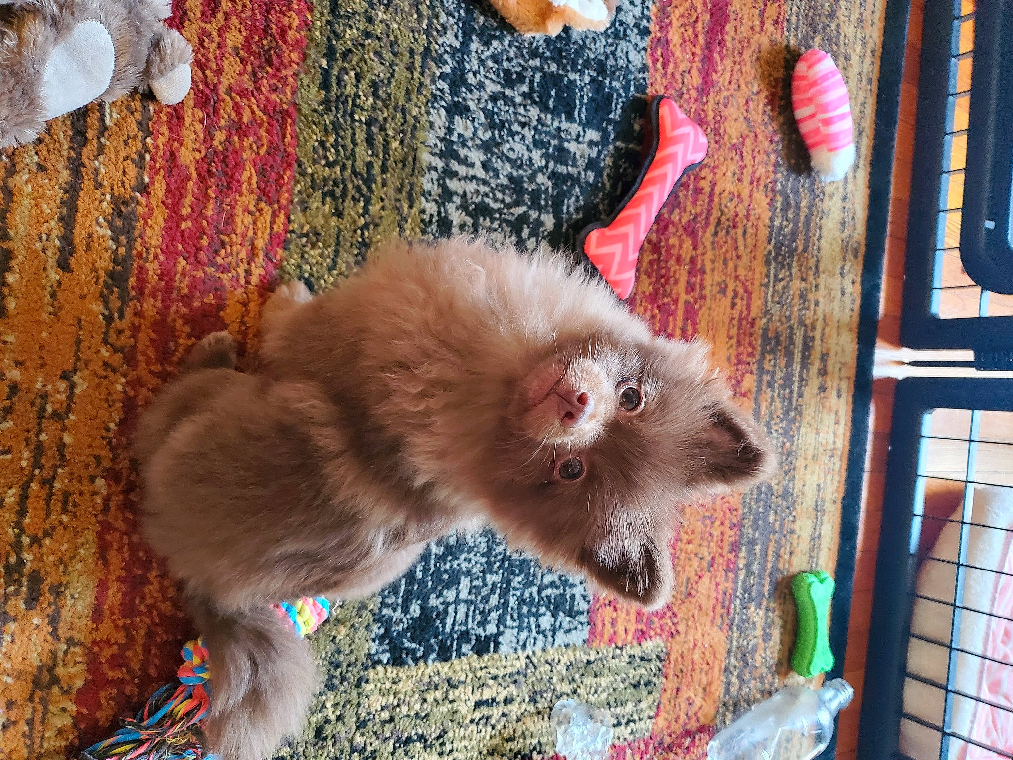 Chewy joined the competition — help win amazing prizes! canidae, carnivore, claw, fawn, felidae, fur, liver, magenta, marsupial, mustelidae, rodent, small_to_medium_sized_cats, snout, tail, terrestrial_animal, whiskers, wildlife, window, wood