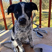 Cookie joined the competition — help win amazing prizes! puppy, dog, black_and_white, spotted, outdoor, wooden_surface, leash, slipper, ears, eyes, pet, young_dog, animal, cute, sitting, nature, daylight, fence, background, close_up
