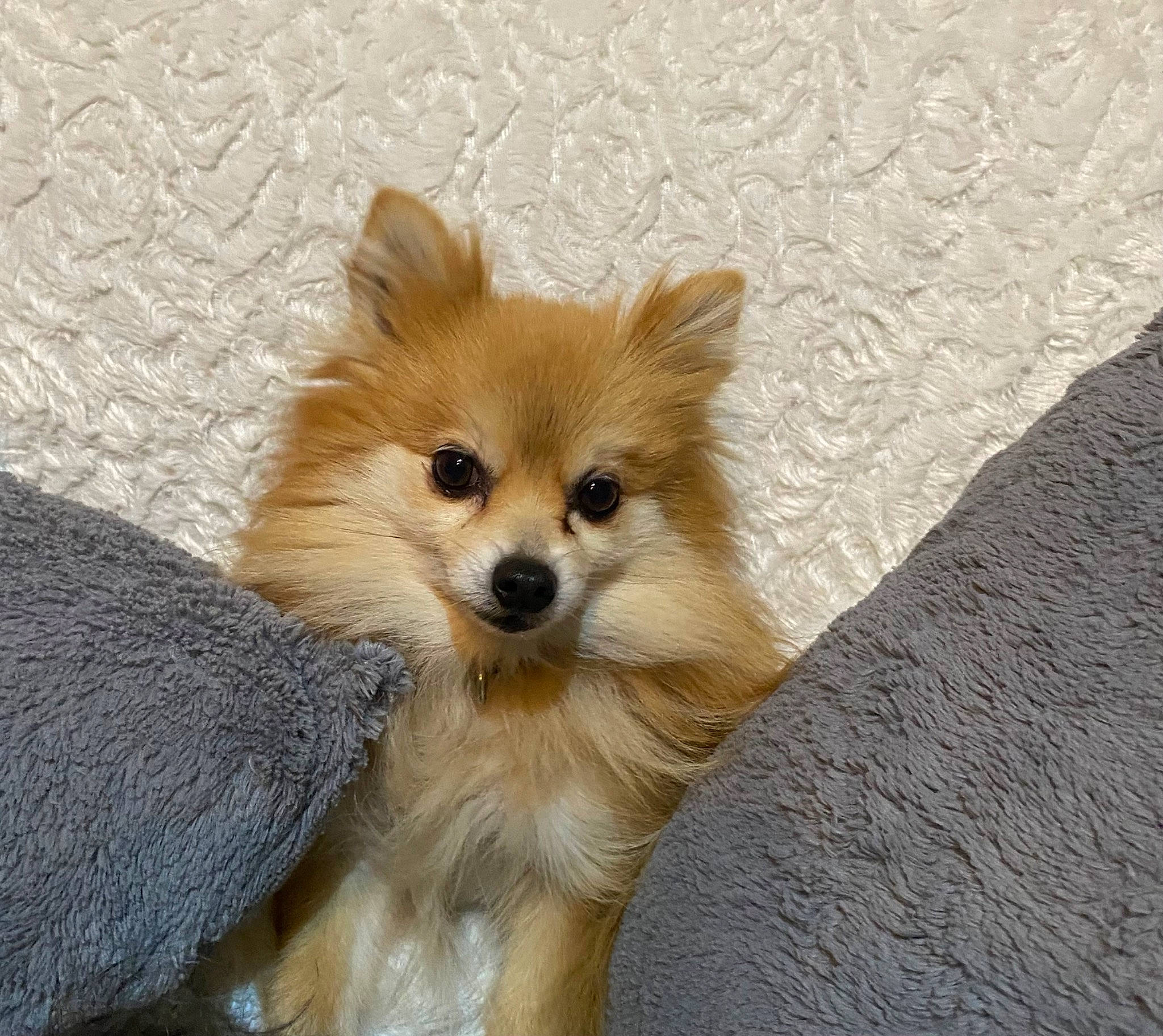 Schana a rejoint le concours — aidez-le/la à gagner de superbes lots ! canidae, carnivore, companion_dog, dog, dog_breed, eye, fawn, fur, german_spitz, german_spitz_klein, german_spitz_mittel, pomeranian, snout, spitz, sporting_group, terrestrial_animal, toy_dog, volpino_italiano, whiskers, working_animal