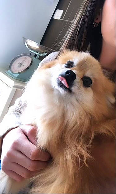 Schana participe au concours pour gagner de l'argent avec cette photo : ball, canidae, carnivore, clock, companion_dog, computer_keyboard, dog, dog_breed, ear, eyewear, fawn, fur, laptop, paw, pet_supply, snout, spitz, sporting_group, toy_dog, whiskers