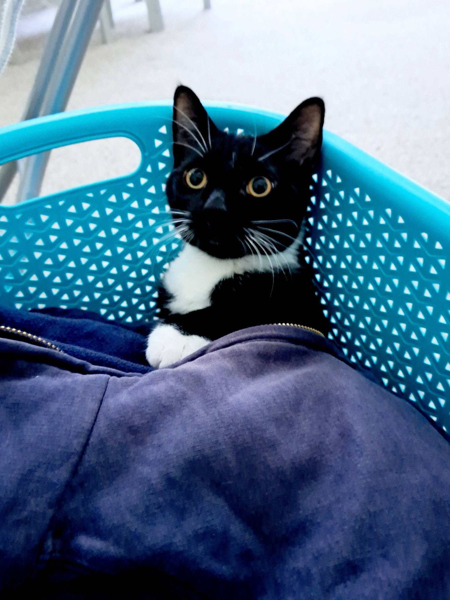 Neville joined the competition — help win amazing prizes! automotive_design, carnivore, cat, comfort, couch, electric_blue, eye, felidae, fur, grey, linens, mammal, pattern, small_to_medium_sized_cats, snout, tail, textile, tints_and_shades, vertebrate, whiskers