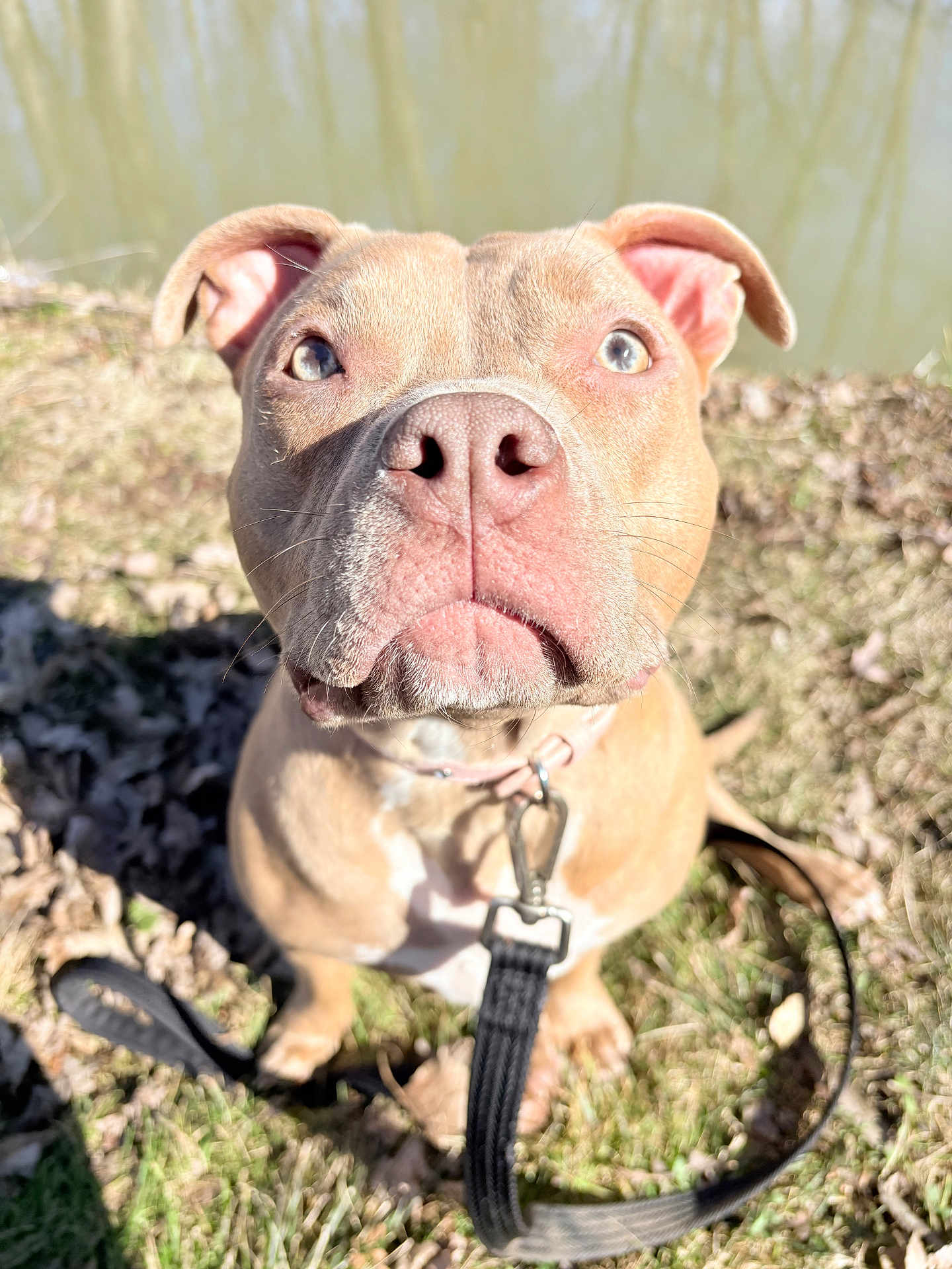 Porkchop is registered to the contest to win money with this photo: dog, pet, leash, collar, close_up, nose, eyes, grass, outdoors, water, pond, sunlight, shadow, sitting, portrait, brown_coat, pink_nose, canine, attention, cute