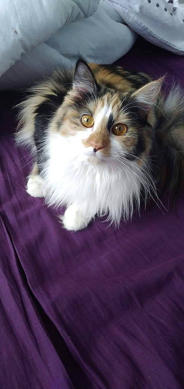 Zhen a rejoint le concours — aidez-le/la à gagner de superbes lots ! carnivore, cat, electric_blue, fawn, felidae, fur, maine_coon, small_to_medium_sized_cats, snout, terrestrial_animal, whiskers