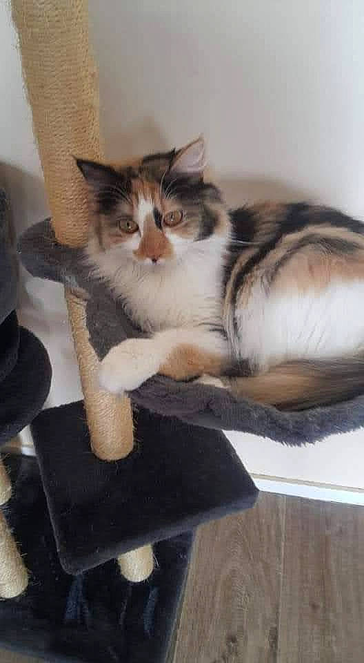 Zhen a rejoint le concours — aidez-le/la à gagner de superbes lots ! carnivore, cat, cat_supply, claw, comfort, domestic_short_haired_cat, fawn, felidae, flooring, fur, hardwood, paw, pet_supply, porch, room, small_to_medium_sized_cats, snout, tail, whiskers, wood