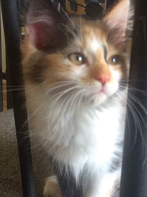 Zhen participe au concours pour gagner de l'argent avec cette photo : carnivore, cat, domestic_short_haired_cat, felidae, fur, hardwood, iris, small_to_medium_sized_cats, snout, whiskers, wood