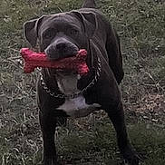 Blue joined the competition — help win amazing prizes! dog, toy, bone, outdoor, grass, pet, animal, playful, chain_collar, black_dog, mouth, tongue, tail, standing, nature, daylight, canine, happy, fetch, fur