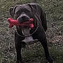 dog, toy, bone, outdoor, grass, pet, animal, playful, chain_collar, black_dog, mouth, tongue, tail, standing, nature, daylight, canine, happy, fetch, fur