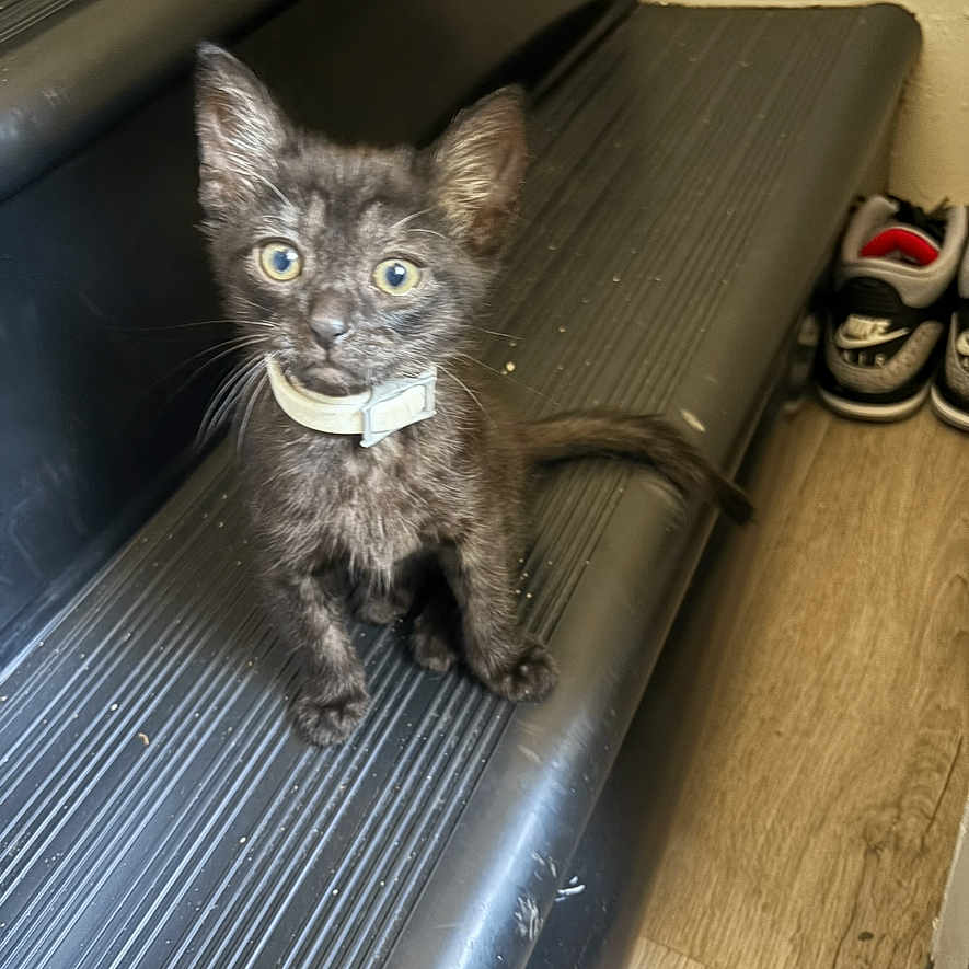 Blu joined the competition — help win amazing prizes! animal, black_cat, collar, curious, cute, domestic, feline, floor, footwear, indoor, kitten, looking_up, pet, sidewalk, small, sneakers, stairs, step, wooden_floor, young