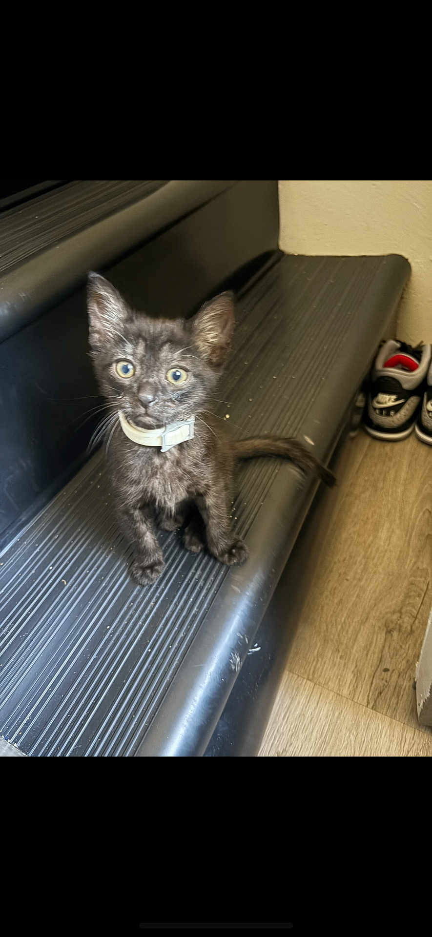 Blu joined the competition — help win amazing prizes! kitten, black_cat, pet, stairs, collar, indoor, curious, small, animal, feline, young, floor, footwear, sneakers, wooden_floor, domestic, cute, looking_up, sidewalk, step