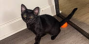 Blu joined the competition — help win amazing prizes! black_cat, kitten, floor, wooden_floor, mirror, orange_ball, shoes, decorations, indoor, pet, animal, feline, playful, curious, standing, tail, whiskers, ears, reflection, home