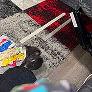 Blu joined the competition — help win amazing prizes! kitten, black_cat, toy, balloon, bag, rug, floor, indoor, furniture, wood_floor, colorful, patterned, small_animal, pet, cute, claw, playful, domestic_animal, carpet, fuzzy
