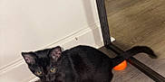 Blu is registered to the contest to win money with this photo: animal, black_cat, corner, curious, domestic_cat, feline, flooring, household, indoor, kitten, mirror, orange_ball, pet, playful, reflection, small_pet, toy, wall, wooden_floor, young_cat