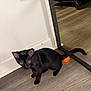 Blu is registered to the contest to win money with this photo: black_cat, kitten, orange_ball, mirror, wooden_floor, indoor, curious, pet, animal, playful, young_cat, flooring, reflection, domestic_cat, wall, feline, small_pet, household, toy, corner