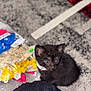 animal, black_cat, blurry_background, carpet, collar, curious, cute, domestic, eyes, feline, floor, fur, indoor, kitten, pet, plastic_packaging, sitting, small, whiskers, young