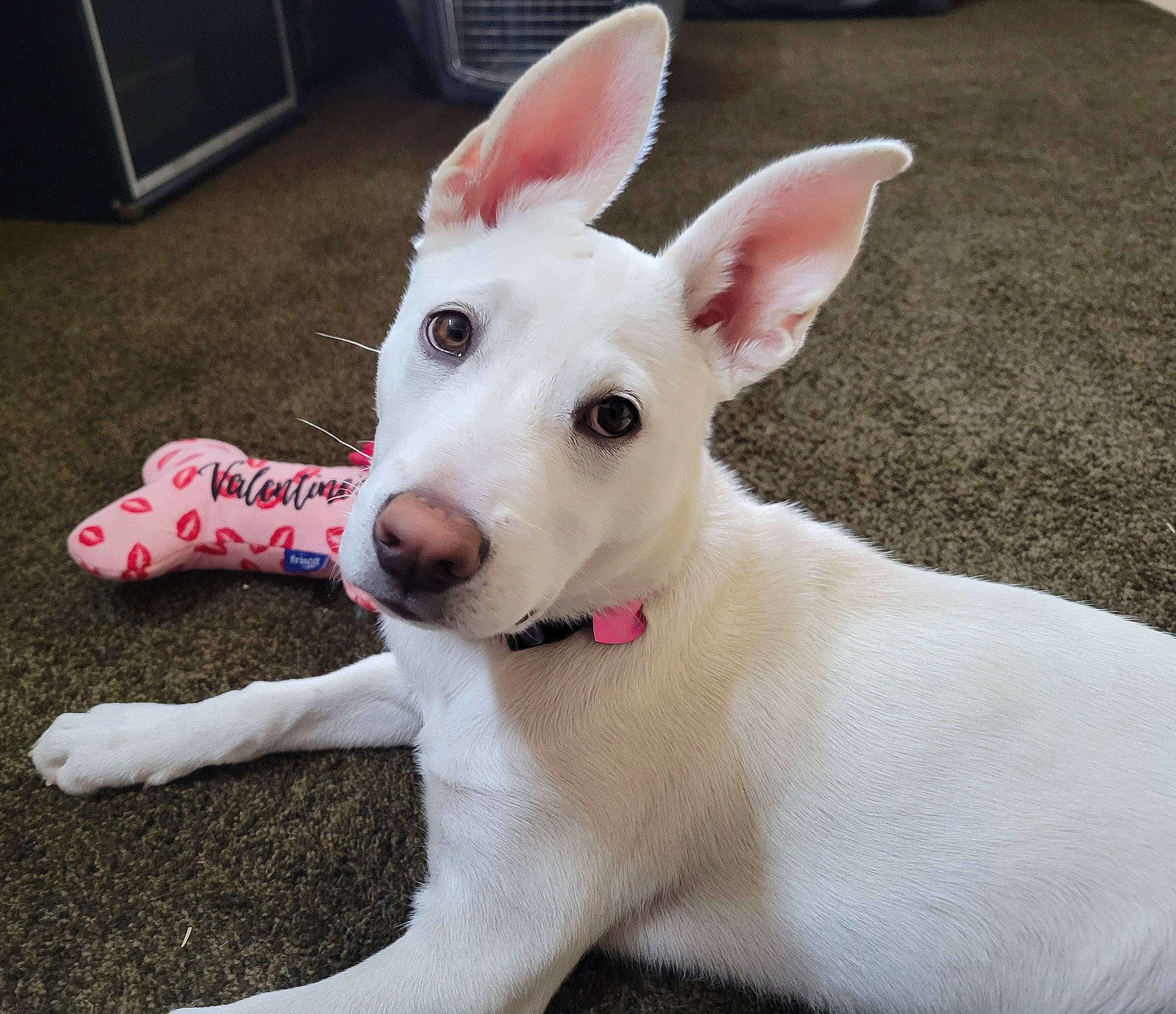 Lola is registered to the contest to win money with this photo: canidae, carnivore, collar, companion_dog, dog, dog_breed, dog_collar, ear, fawn, flooring, fur, non_sporting_group, paw, pet_supply, snout, sporting_group, tail, terrestrial_animal, whiskers, working_animal