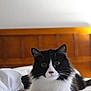 cat, black_and_white, fluffy, bed, bedspread, wooden_headboard, indoor, pet, animal, cute, whiskers, fur, relaxed, lying_down, curious, wide_eyes, domestic, cozy, feline, portrait