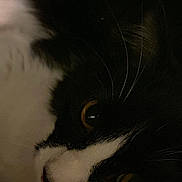 Kiki is registered to the contest to win money with this photo: cat, black_and_white, close_up, face, eyes, whiskers, fur, pet, animal, lying_down, dim_light, shadow, cozy, mysterious, indoor, cute, feline, portrait, resting, quiet