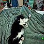 Kiki joined the competition — help win amazing prizes! cat, black_and_white, blanket, bed, indoor, furniture, cozy, relaxed, pet, animal, sleeping, paw, clutter, drawer, fabric, room, household, resting, soft, domestic