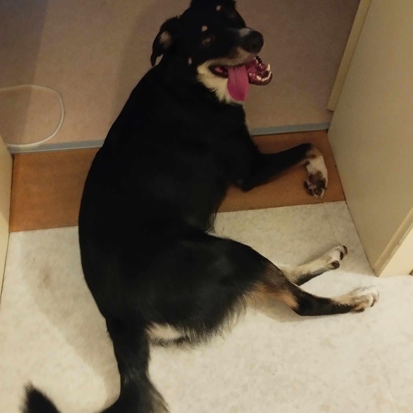 Athéna a rejoint le concours — aidez-le/la à gagner de superbes lots ! dog, indoor, floor, black_dog, tan_markings, tongue_out, happy, pet, canine, tail, lying_down, looking_back, paws, mouth_open, ears, domestic_animal, house, room, animal, companion