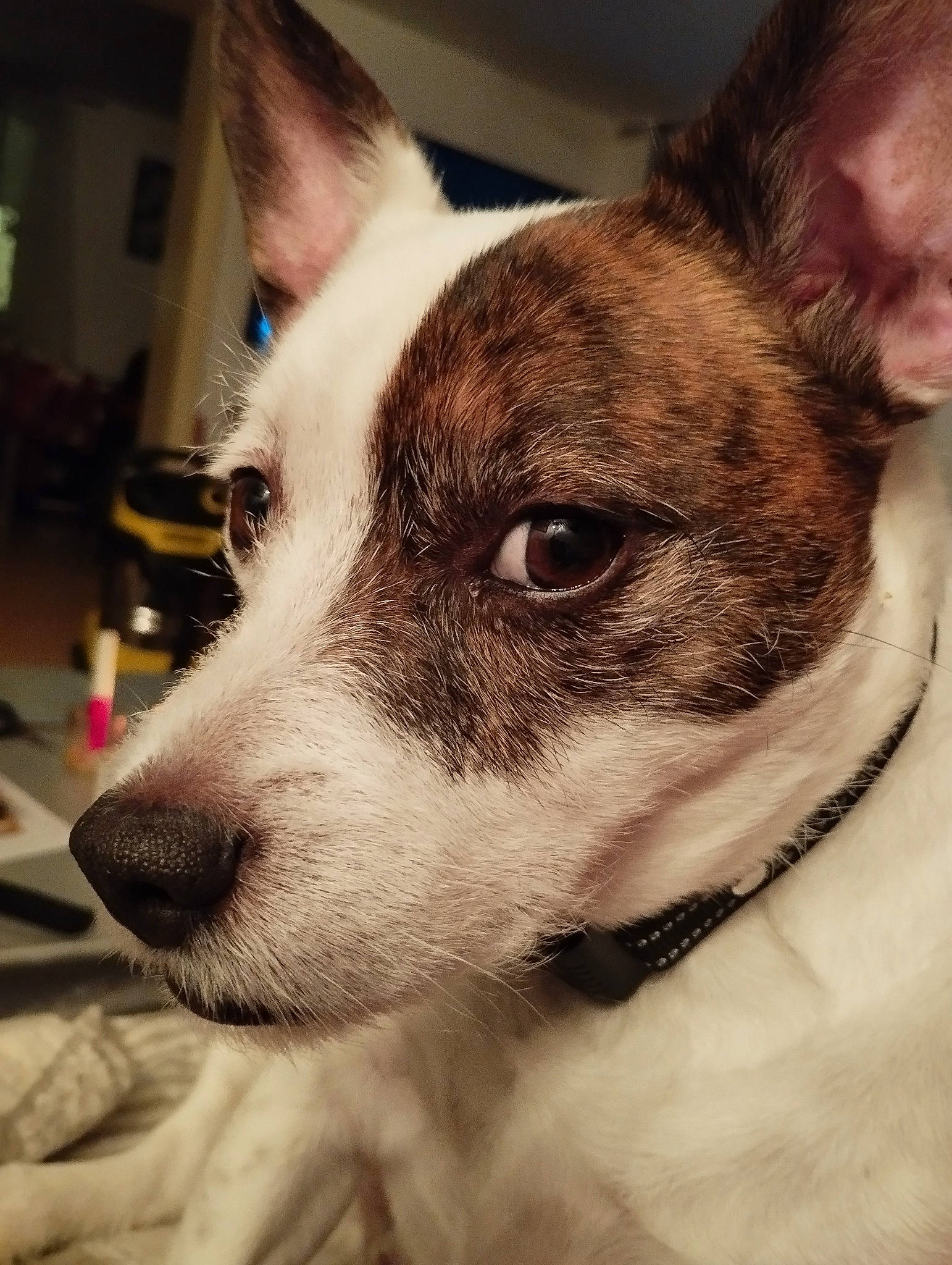 Elliot