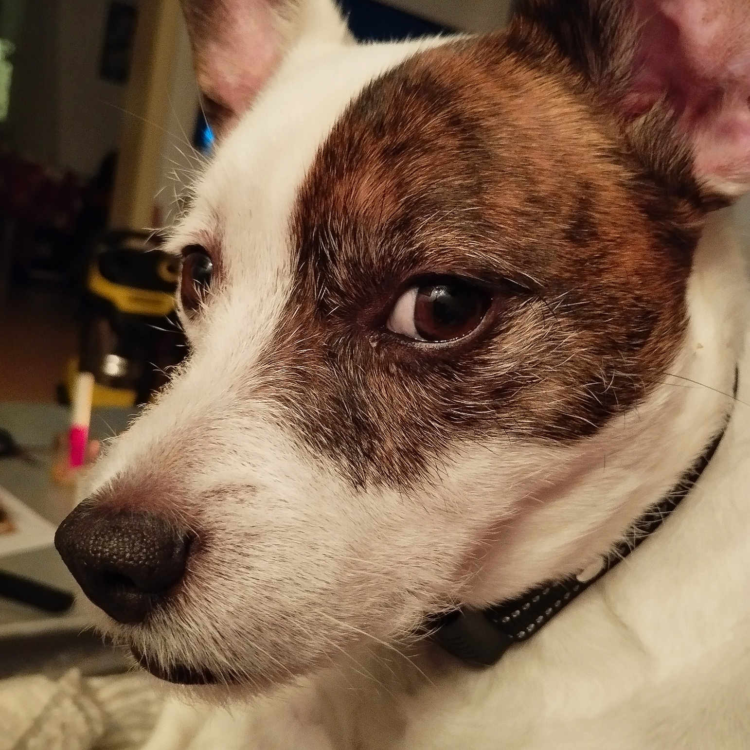 Elliot