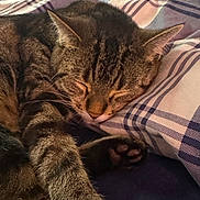 Star is registered to the contest to win money with this photo: cat, tabby, sleeping, resting, paw, fur, pet, indoor, bed, pillow, plaid, striped, cozy, closeup, animal, cute, relaxed, whiskers, soft, domestic_cat