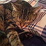 animal, bed, cat, closeup, cozy, cute, domestic_cat, fur, indoor, paw, pet, pillow, plaid, relaxed, resting, sleeping, soft, striped, tabby, whiskers