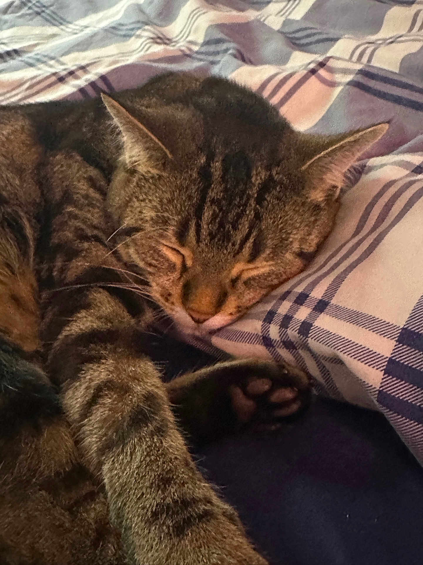 Star is registered to the contest to win money with this photo: cat, tabby, sleeping, resting, paw, fur, pet, indoor, bed, pillow, plaid, striped, cozy, closeup, animal, cute, relaxed, whiskers, soft, domestic_cat