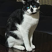 George joined the competition — help win amazing prizes! black_and_white, cat, cute, domestic_cat, ears, eyes, fur, furniture, household, indoor, looking_at_camera, paws, pet, portrait, reflection, sitting, table, tuxedo_cat, whiskers, wicker