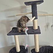 Nalla participe au concours pour gagner de l'argent avec cette photo : kitten, cat, cat_tree, toy, play, furniture, indoor, pet, animal, furry, scratching_post, climbing, home, cute, small, tabby, curious, fun, whiskers, paws