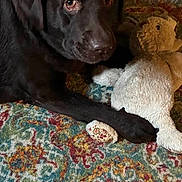 Co Co is registered to the contest to win money with this photo: animal, brown, carpet, chocolate_labrador, comfort, cute, dog, domestic, floor, fur, home, indoor, looking_up, patterned_rug, paw, pet, puppy, resting, stuffed_animal, toy