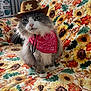 cat, cowboy_hat, bandana, fluffy, pet, indoor, blanket, sunflower_pattern, autumn_leaves, cute, costume, animal, domestic_cat, sitting, fur, whiskers, pink_nose, eyes, portrait, cozy